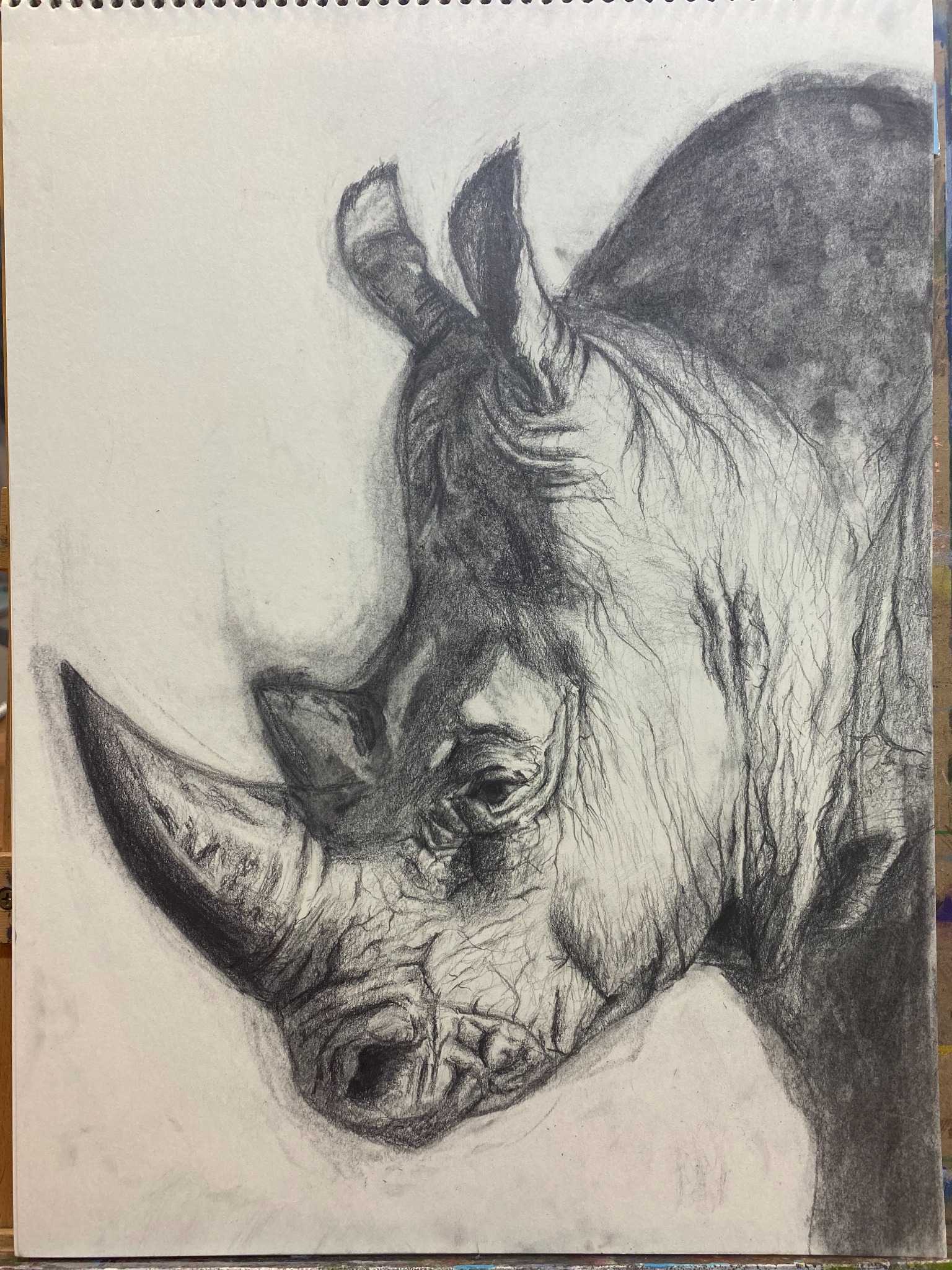 Graphite drawing of a rhinoceros with finely drawn skin textures
